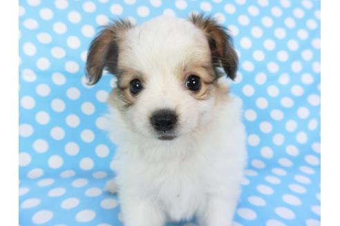 成約済の千葉県のパピヨン-102195の4枚目